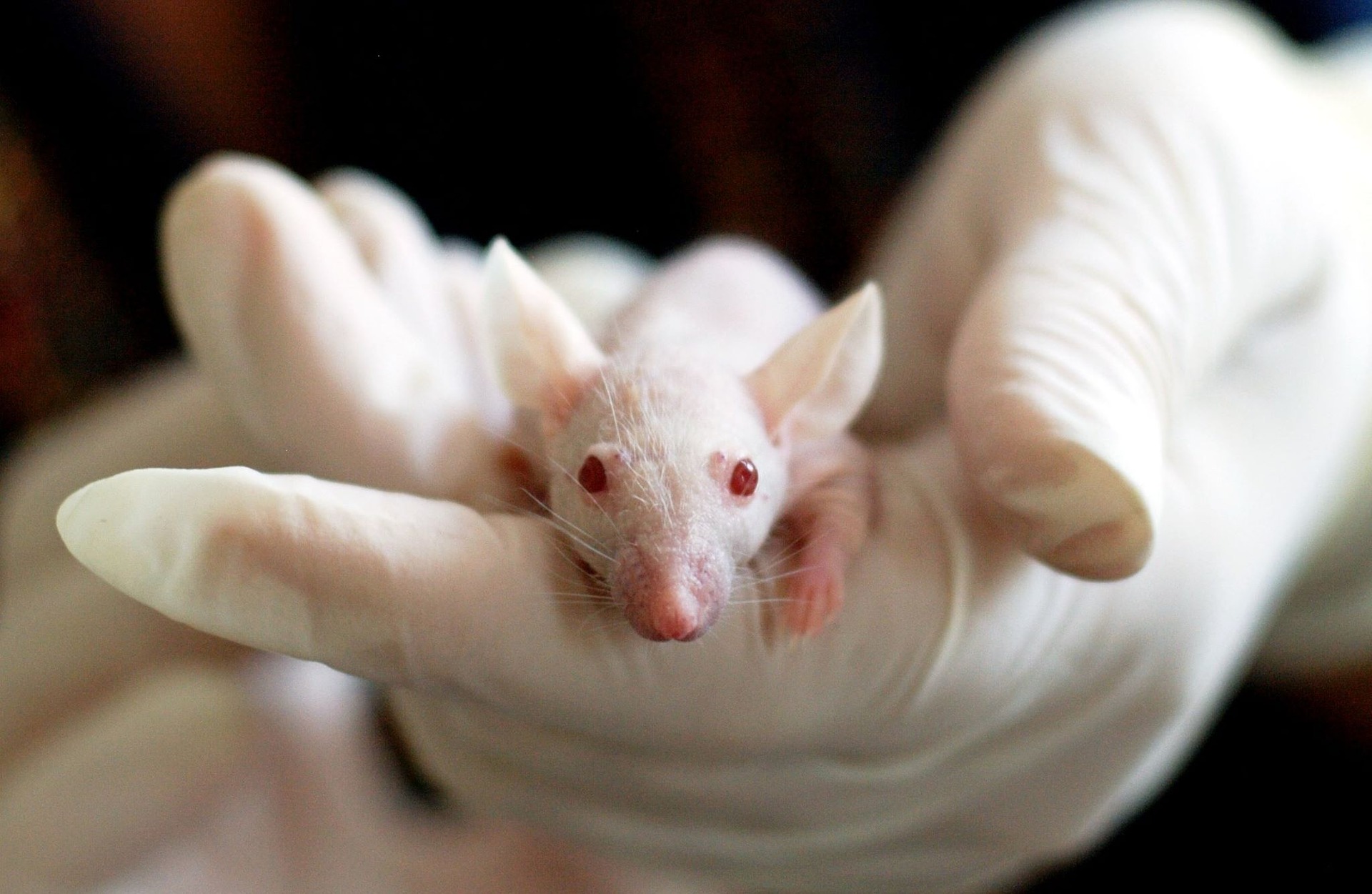 Biała myszka z laboratorium, gdzie toksyczne substancje są testowane na zwierzętach