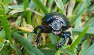 czarny żuk w trawie w słoneczny dzień i jego walka o utrzmanie się na źdźble trawy